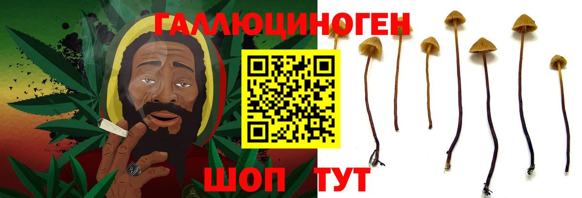 где продают   Вход с VPN  Бердск  Галлюциногенные грибы мицелий 